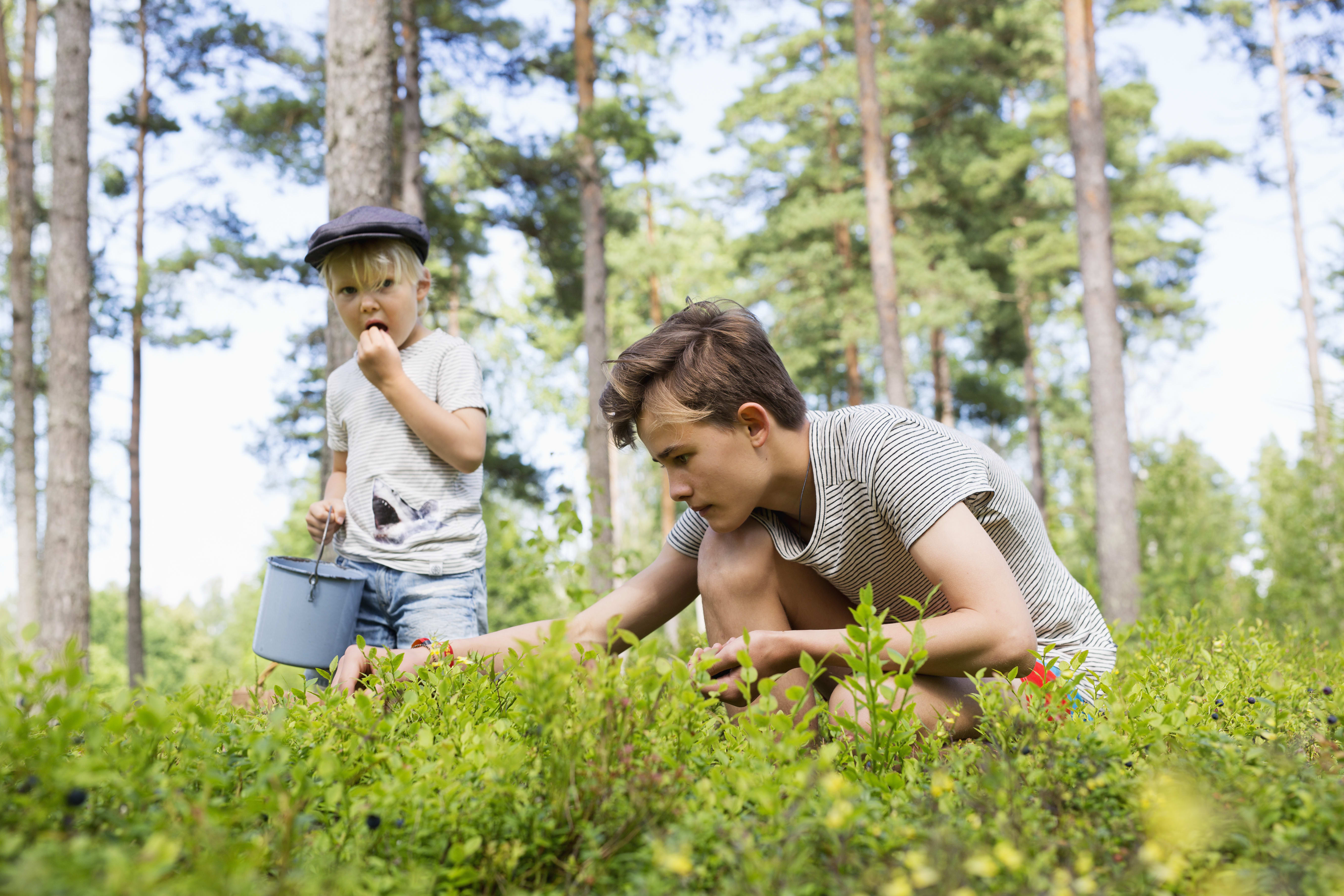 Photo showing two children picking blueberries in the forest in Finland.