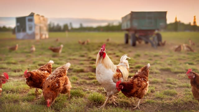 Norfolk Poultry Farm Hit by Cyber-Attack